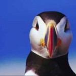 Cute Puffin