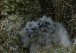 Abandoned Owl Chicks