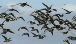 Barnacle Geese Flock