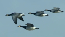 Barnacle Geese