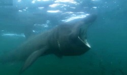 Basking Shark Giants Arrival