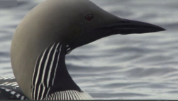 Black-Throated Diver