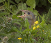 Corncrake