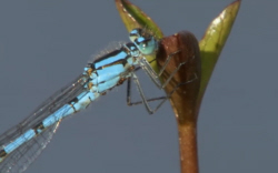 Damselfly