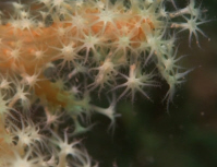 Dead Man's Fingers