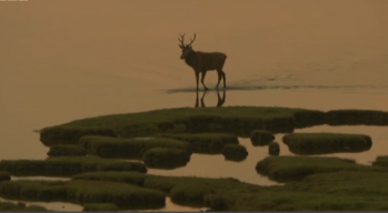 Proud Red Deer Stag at Dawn