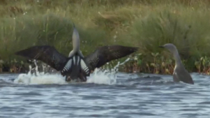 Red-Throated and Black-Throated Divers Tackle