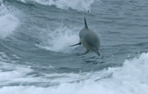 Dolphin Giants Arrival