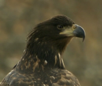 Eagle Chick