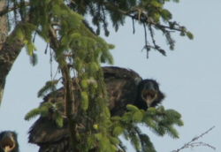 Sea Eagle Chicks
