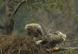 White-Tailed Eagle Nest