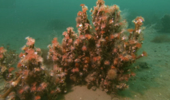 Fairytale Reef