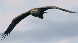 White-Tailed Eagle