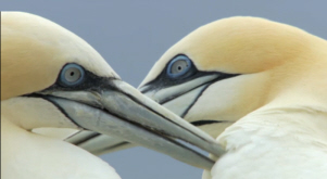 Gannet Pair