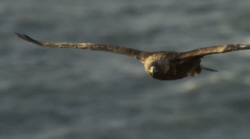 Golden Eagle