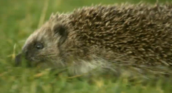 Hedgehog