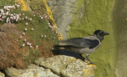 Hooded Crow