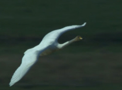 Hooper Swan