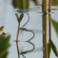 Locked Damselflies