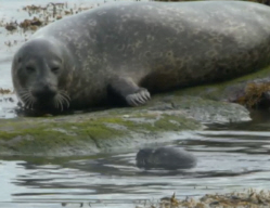 Seal Mother and Pup
