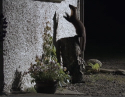 Pine Marten Kit