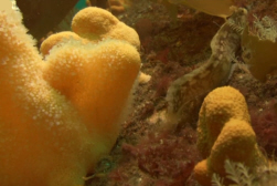 Retracted Polyps