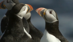 Puffin Vows