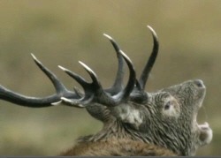 Red Deer Stag