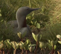 Red-Throated Diver