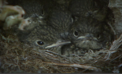 Redstart Chicks