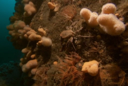 Fragile Reef