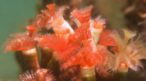 Beautiful Sea Blooms