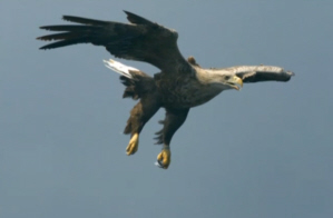 White-Tailed Eagle