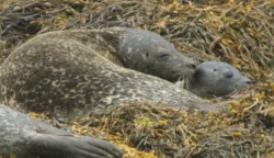 Seal and Pup