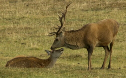 Sensitive Red Deer