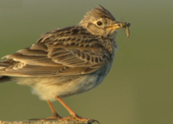 Skylark