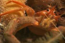 Squat Lobster