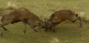 Red Deer Lock Horns