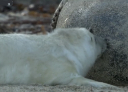 Suckling Grey Seal Pup