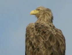 Watching Sea Eagle Sea Eagle Chicks