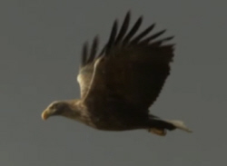 White-Tailed Eagle