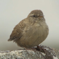 Wren