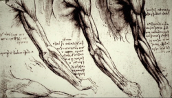 Anatomical Sketches