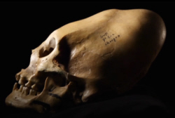 Nazca Skull