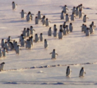 Adelie Penguins Arrive