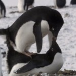 Mating Adelie Penguins