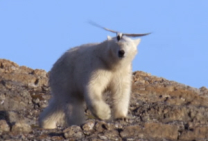 Arctic Tern Attack