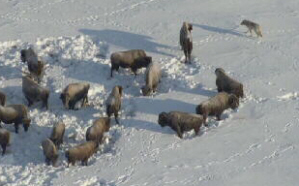 Bison Herded by Wolves