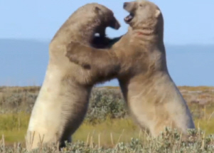 Boisterous Polar Bears