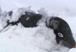 Adelie Penguin in Snowdrift